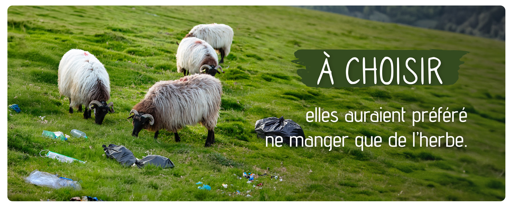 Moutons qui broutent l'herbe au milieu de déchet avec un message disant : à choisir, ils auraient préféré ne manger que de l'herbe